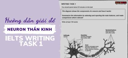 Hướng dẫn giải đề “Neuron thần kinh” IELTS Writing Task 1