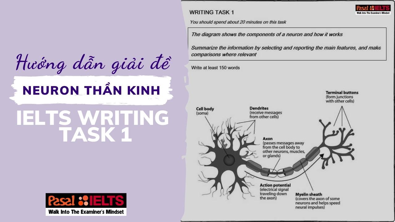 Hướng dẫn giải đề “Neuron thần kinh” IELTS Writing Task 1